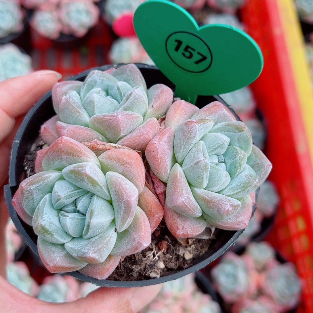 风靡园艺小老桩冰玉群