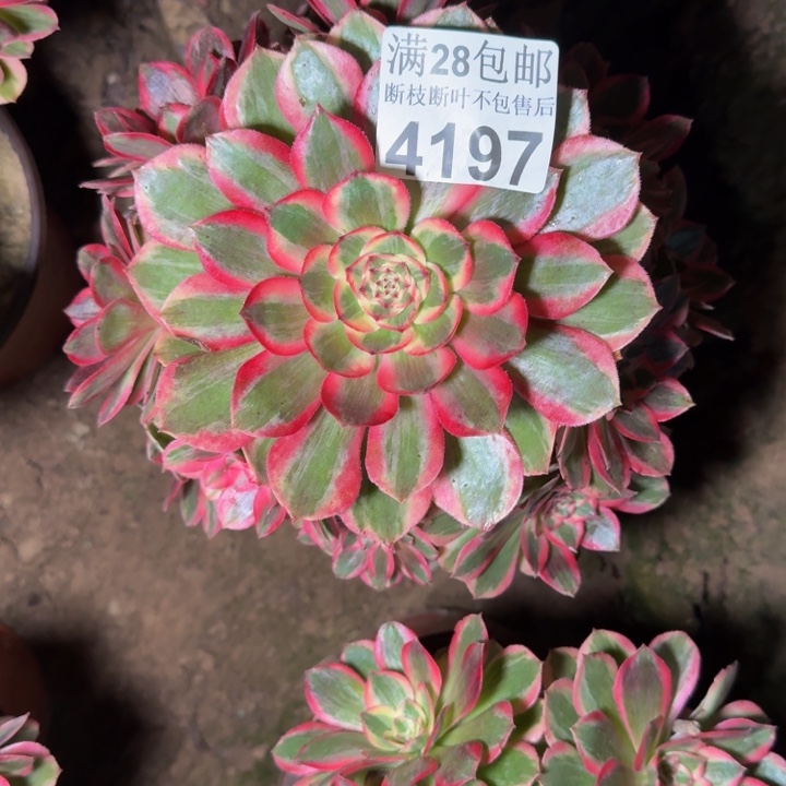 4197云和多肉植物