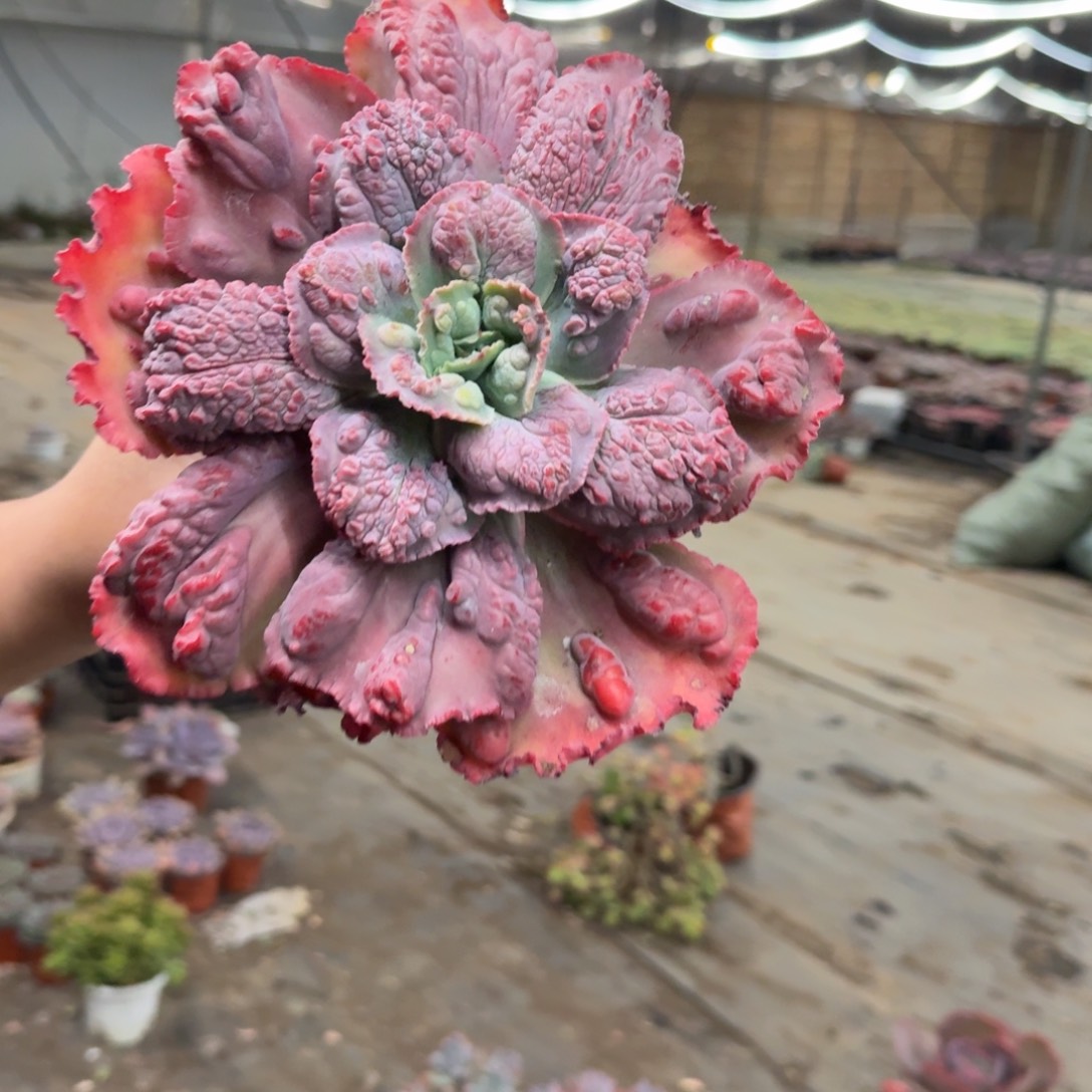 狂野男爵大单头老桩