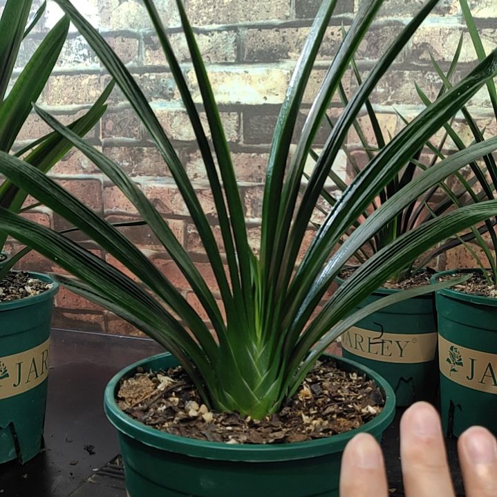 完全开放111111111111