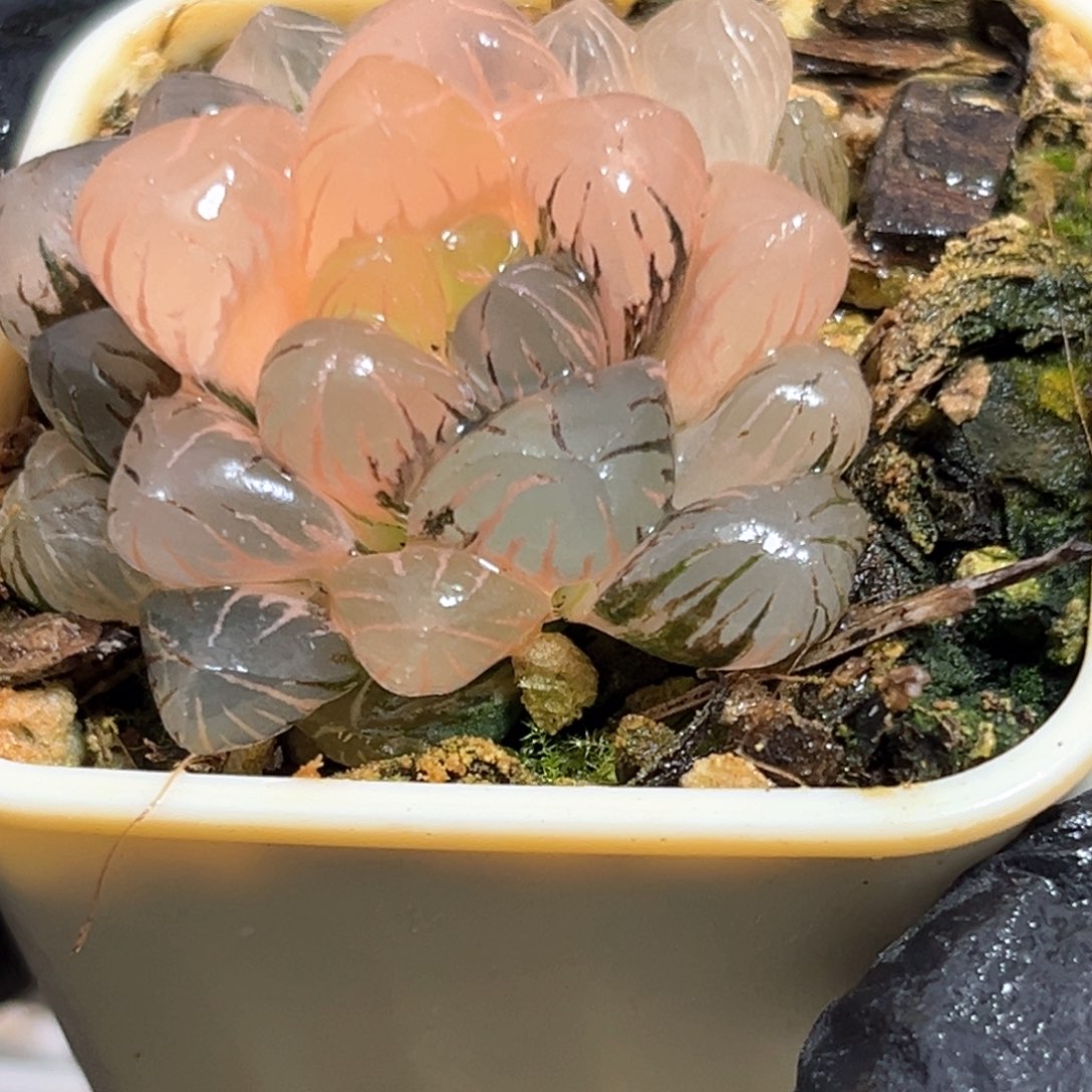 恭喜发财大吉大利557