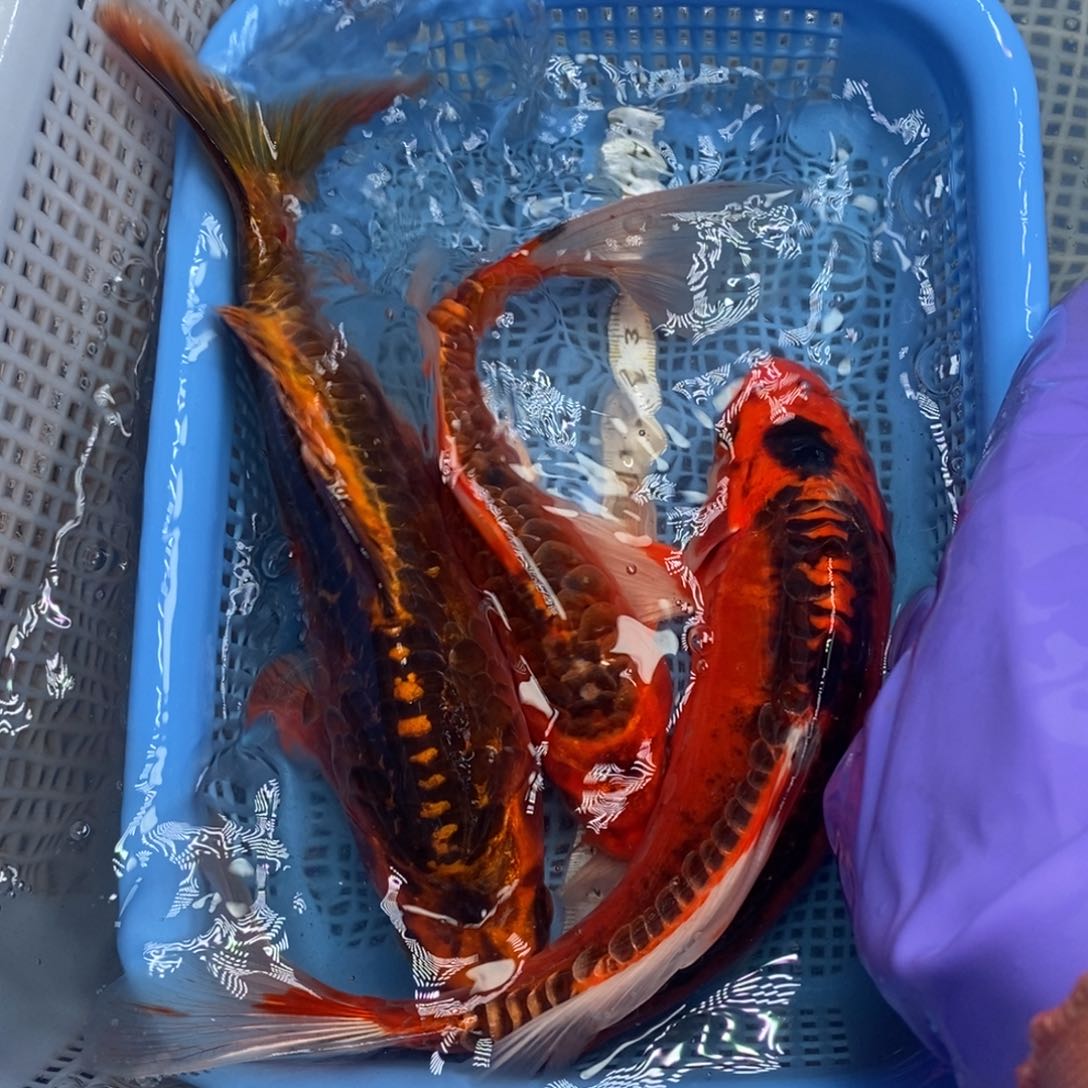 锦鲤冷水锦鲤包邮