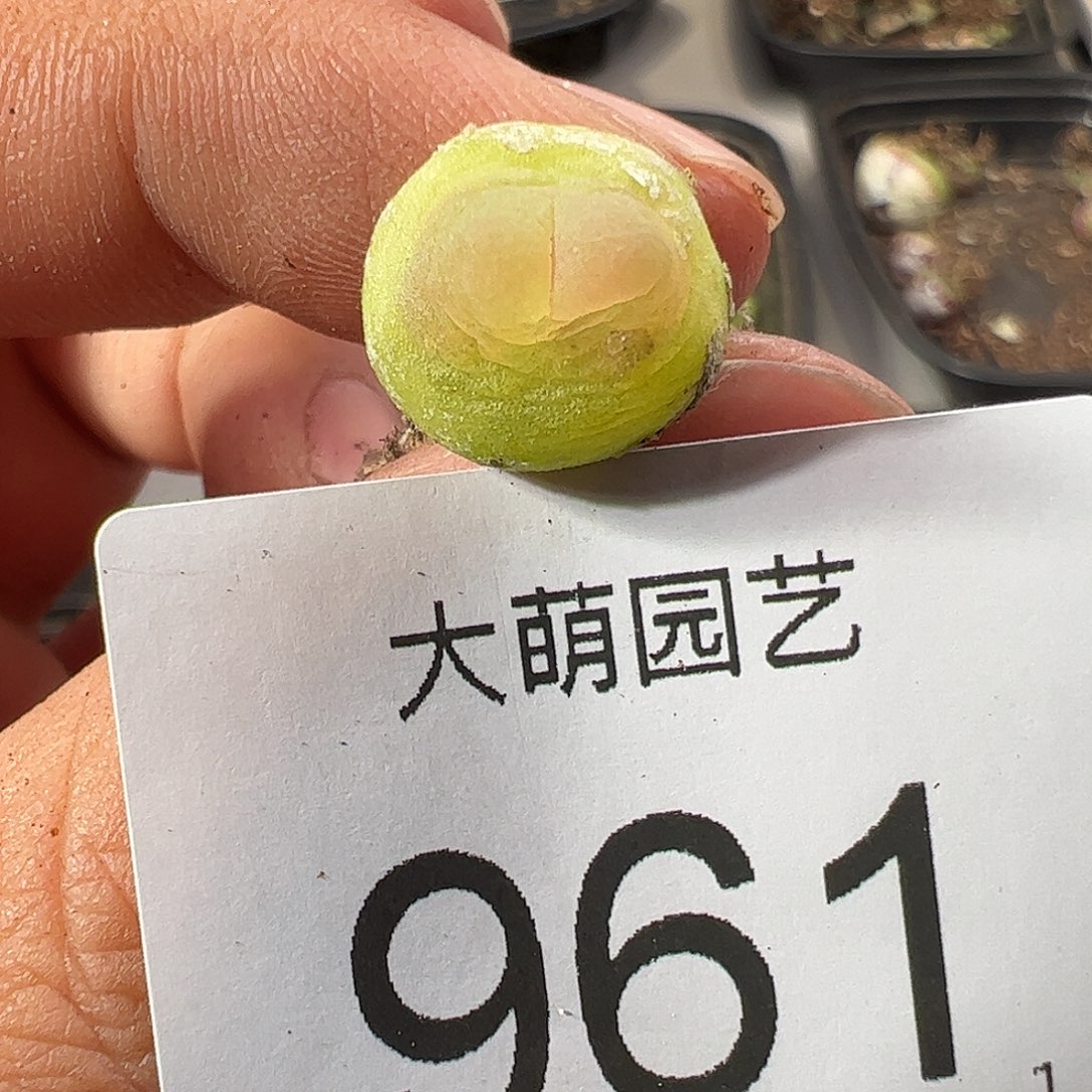 0000961 一物一拍……