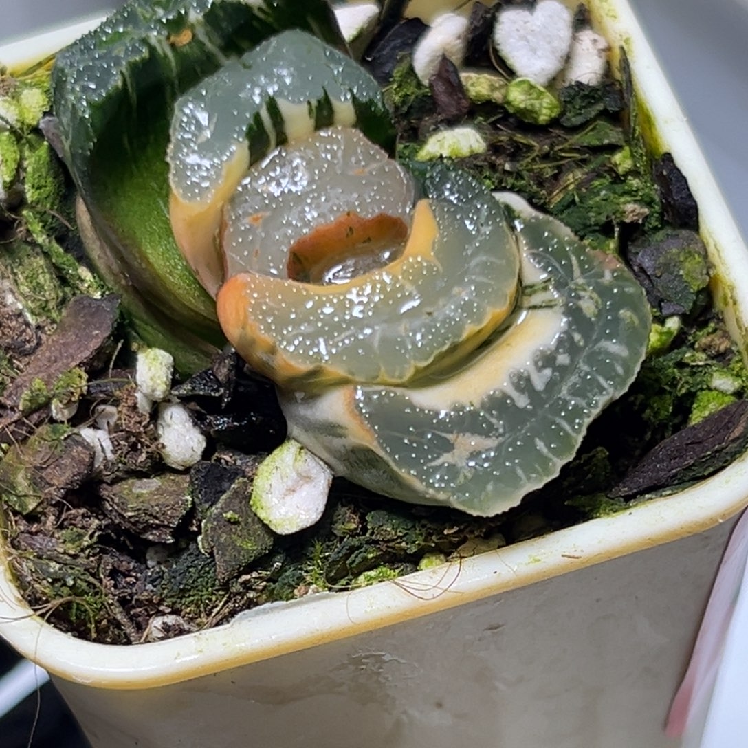 十二卷多肉0187十八古令