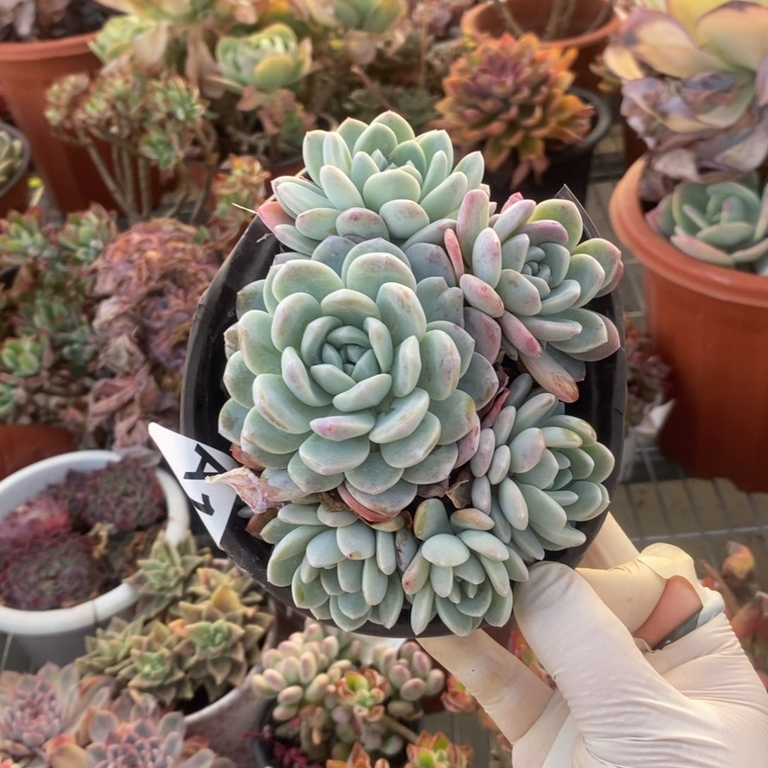 104冰玉群一物一拍