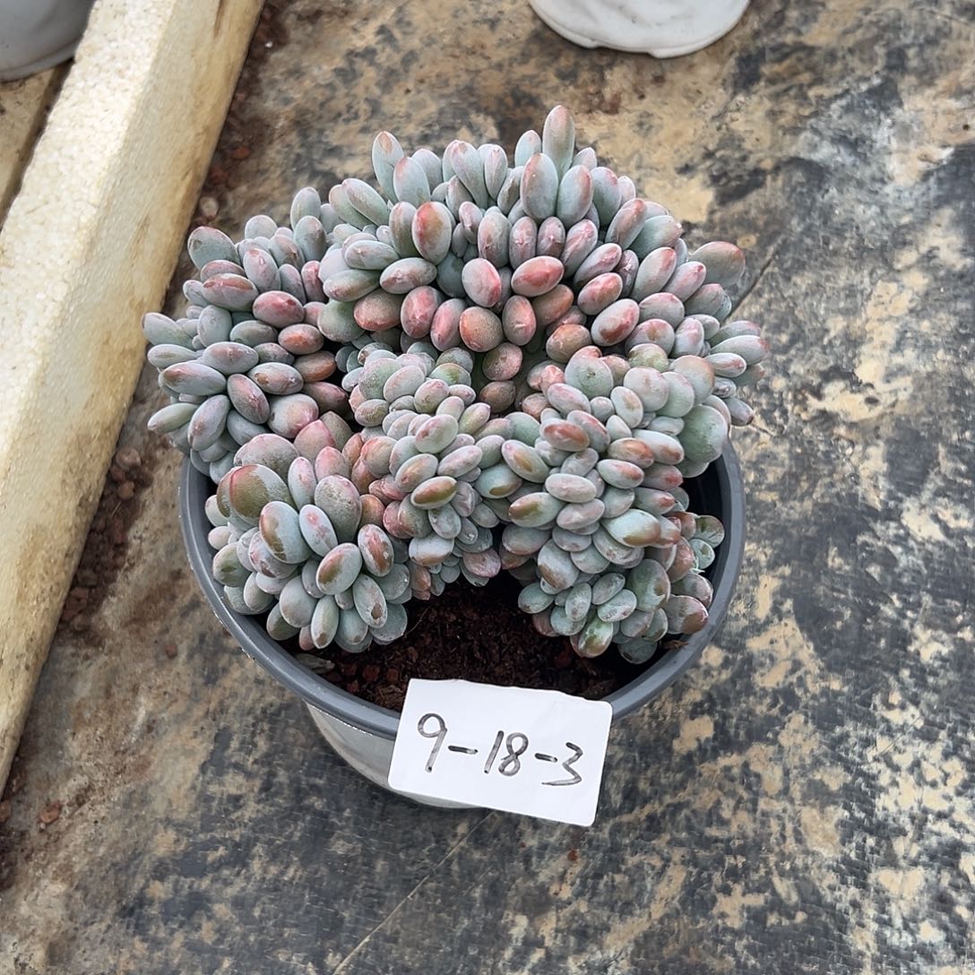 9-18-3粉兔缀多肉植物