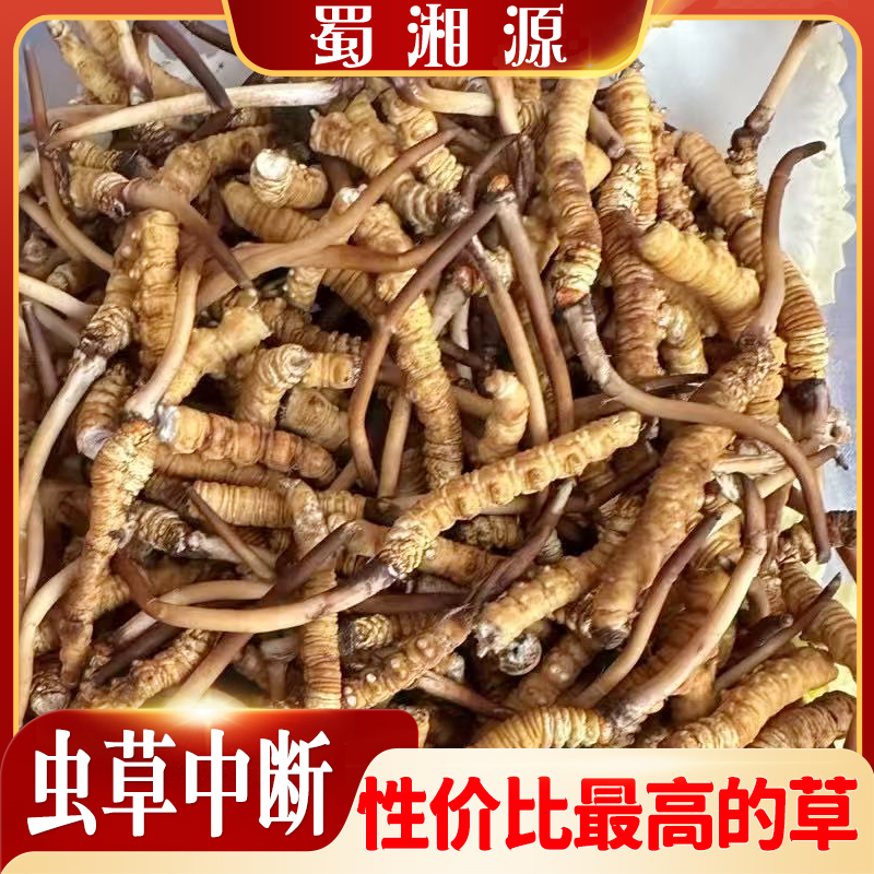 新鲜断虫草（断冬虫夏草）2025新鲜冬虫夏草