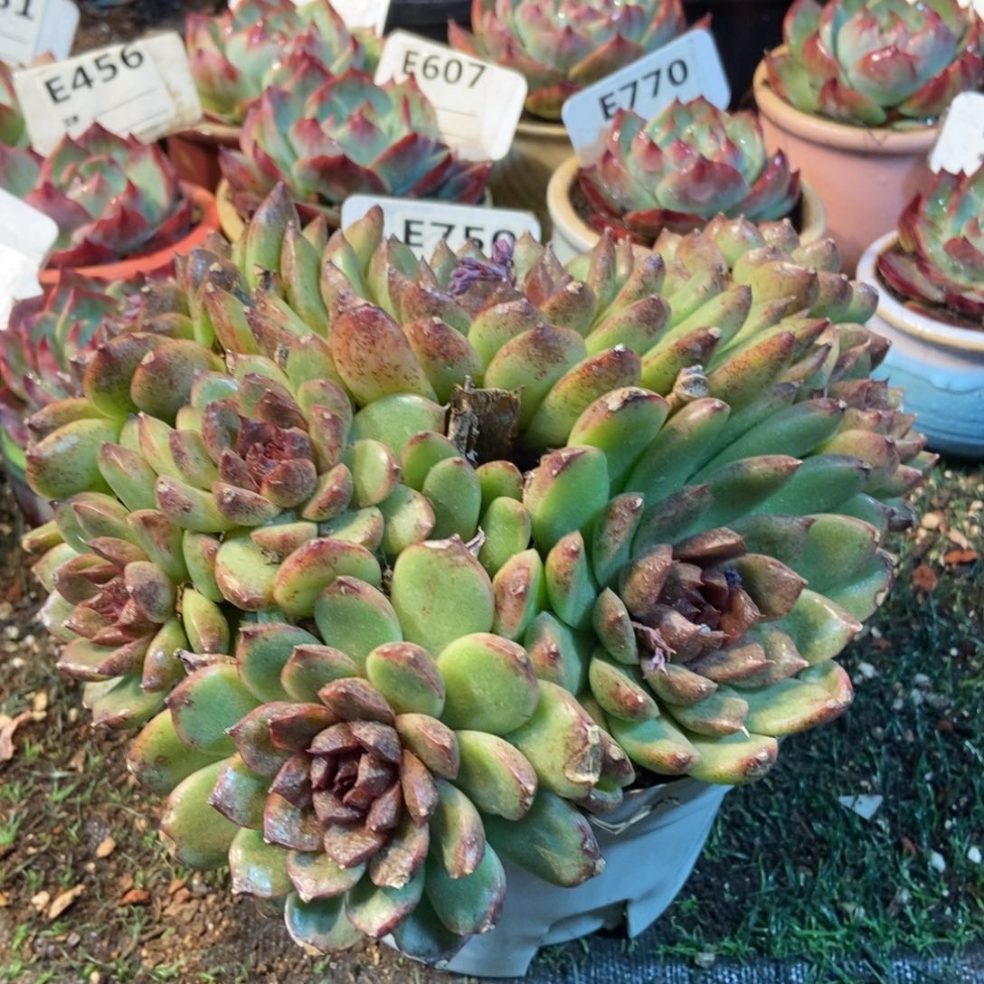 黑水晶多肉植物保护