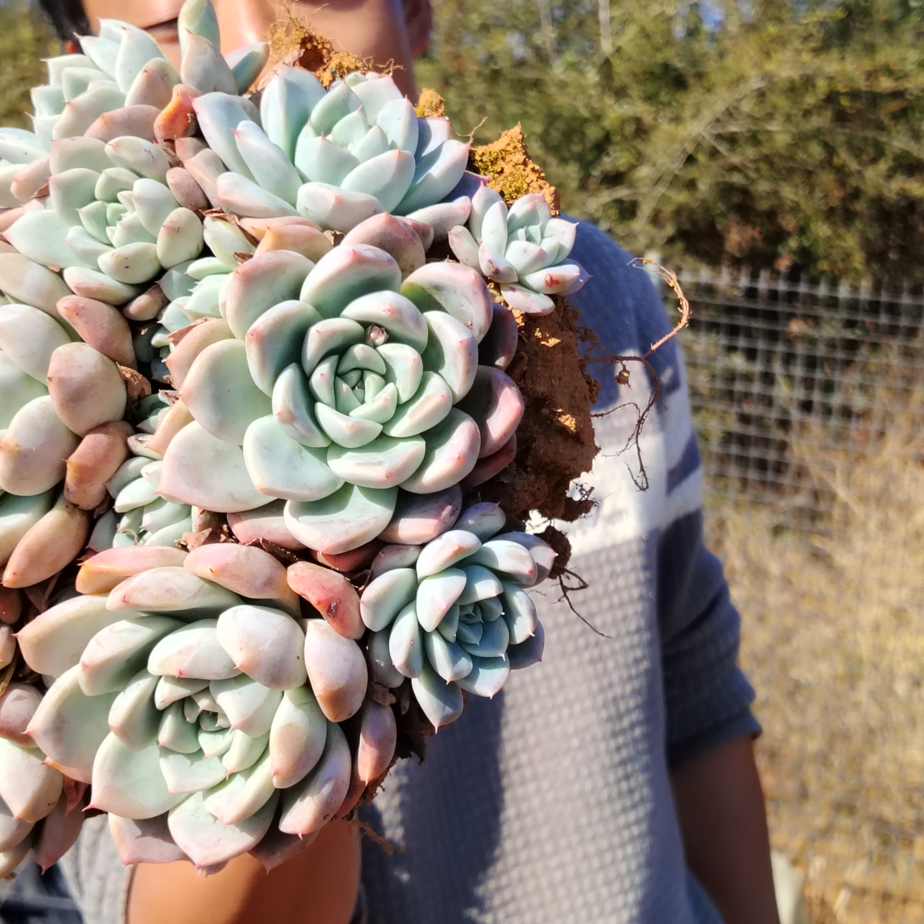 地栽阿尔巴佳人20-22cm 多肉植物 