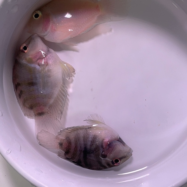 鹦鹉鱼迷你鹦鹉鱼（2备1）发三条