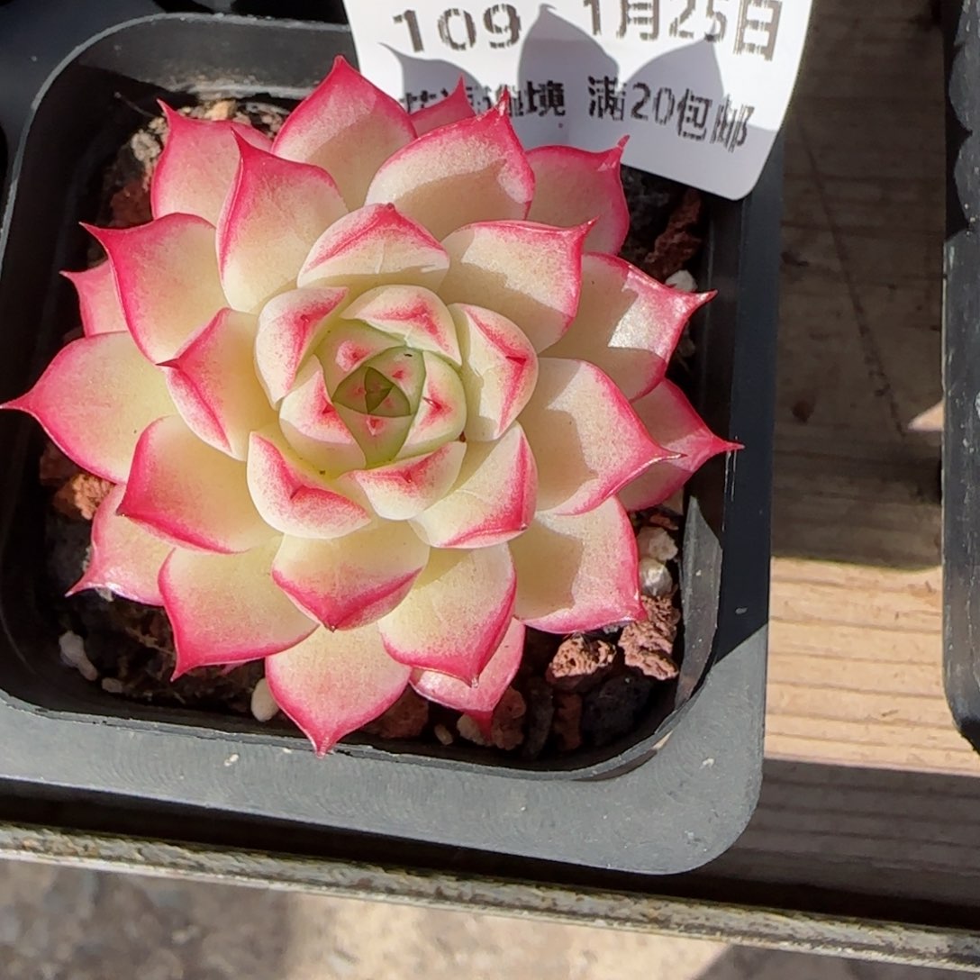 花语逸镜0125-109女王