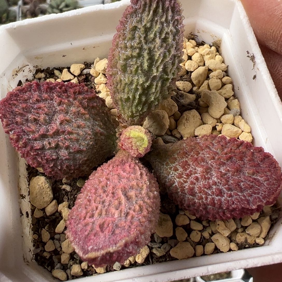 实生新品多肉植物水泡