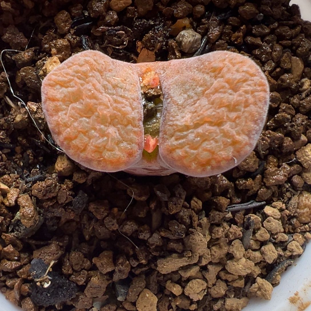 红蛋糕风铃多肉植物