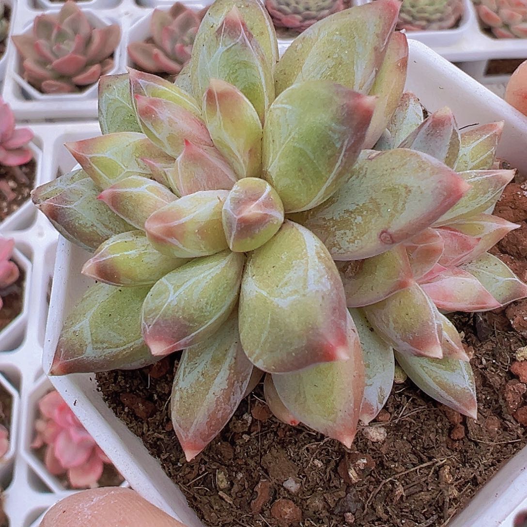 双头幻影美人19包邮多肉