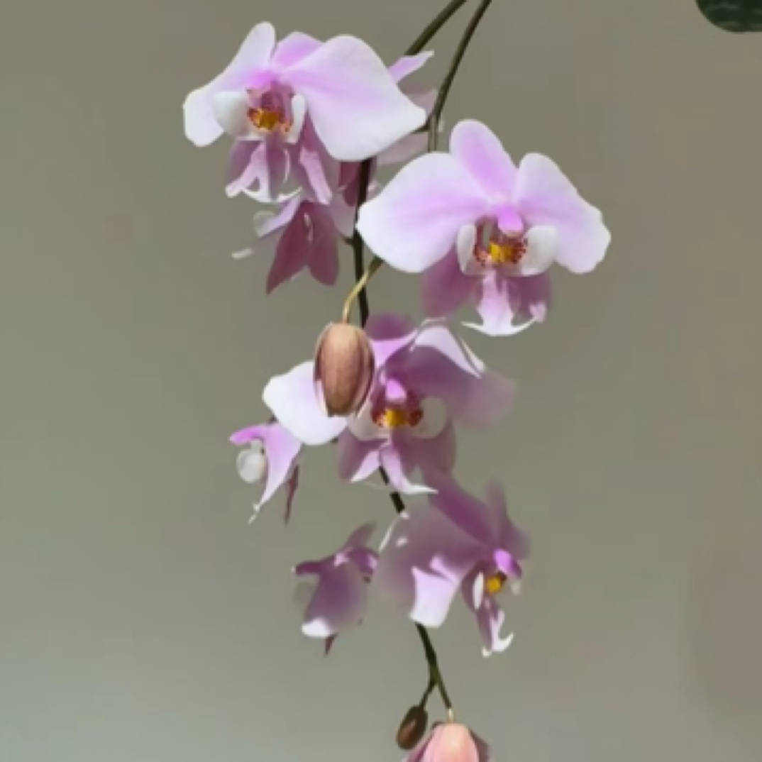 蝴蝶兰银叶交虎斑西雷利2.8刚升杯一条根兰花蝴蝶兰盆栽蝶兰花