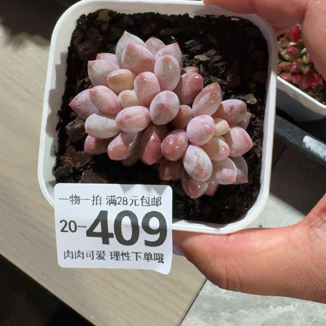 半夏无盆土发货无盆