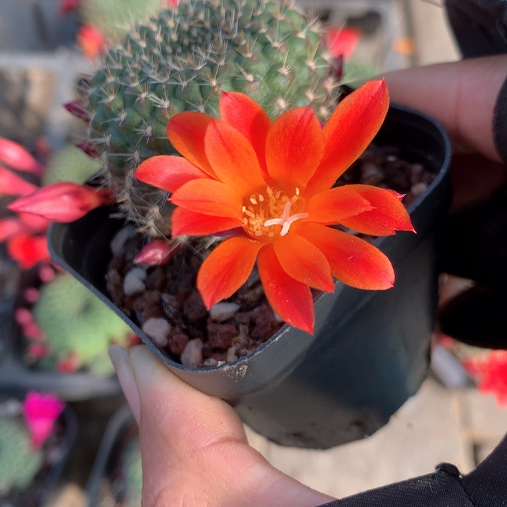 1实生宝山带盆土发货