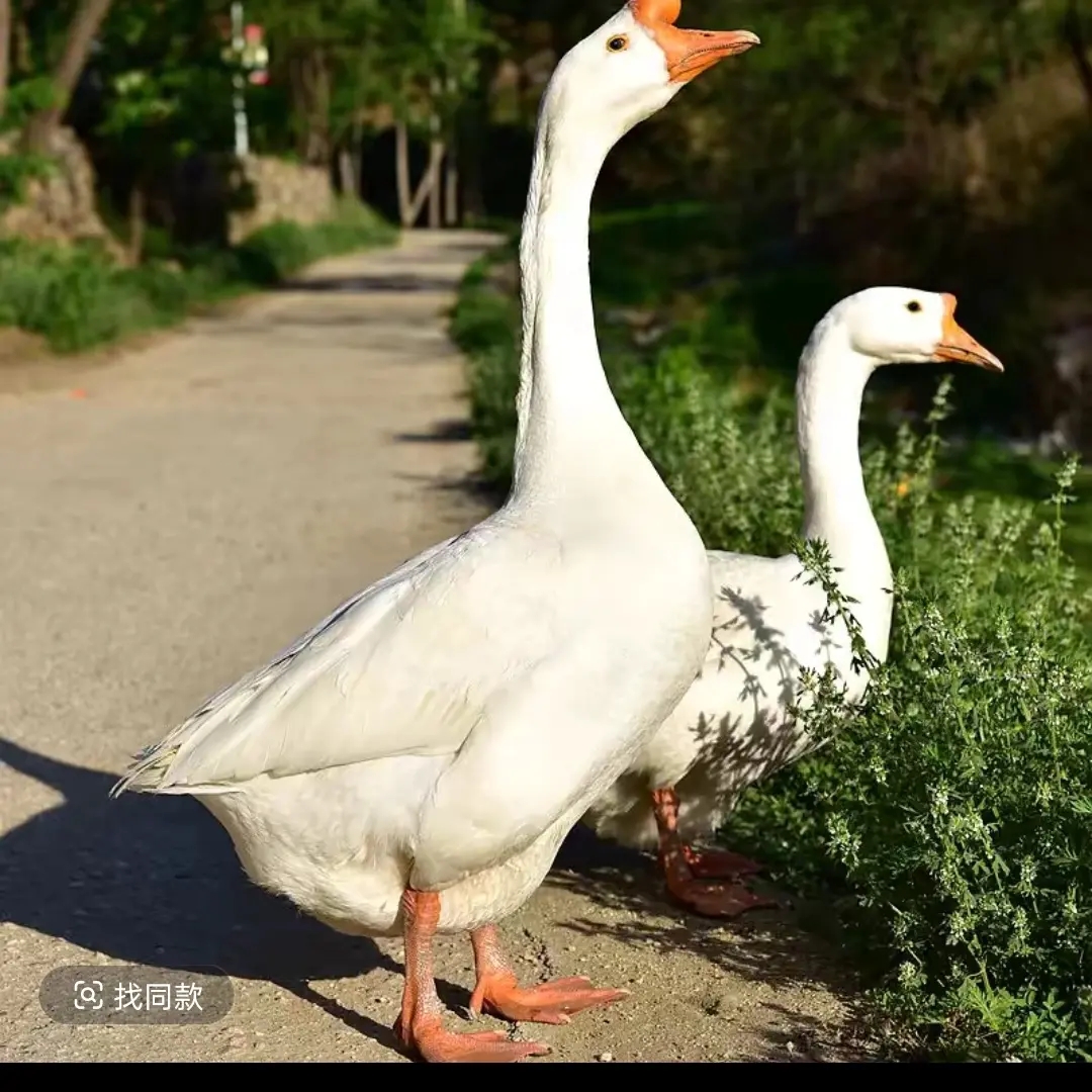 东北农村散养溜达鹅笨大鹅带心肝顺丰冷链运输新鲜农家散养