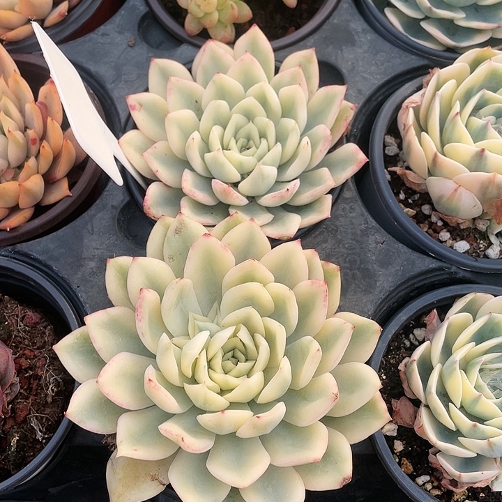 月亮仙子锦38.888