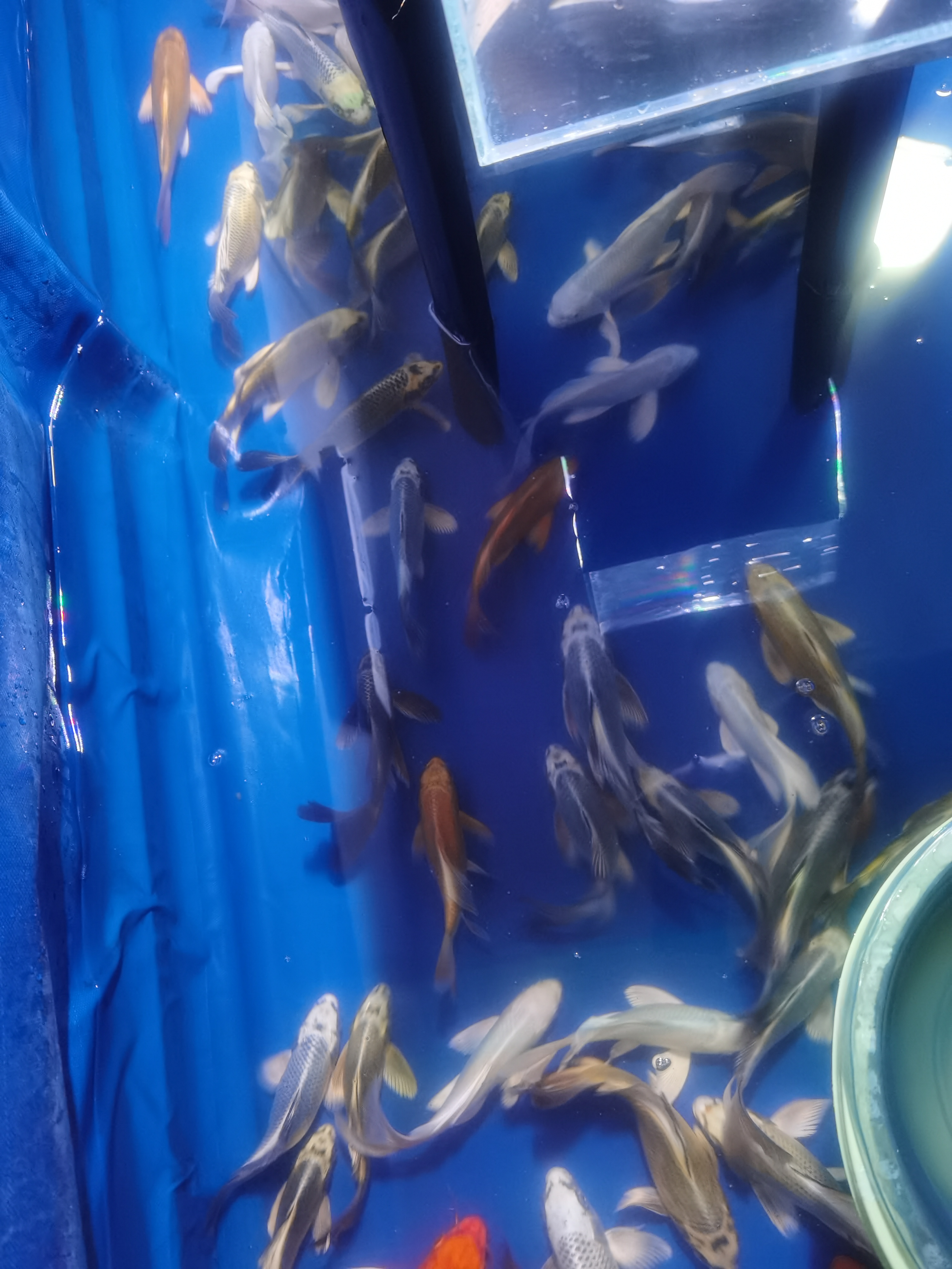 瑕疵练手蝴蝶鲤 无完整开箱视频不售后 开叉卷鳍掉鳞不售后