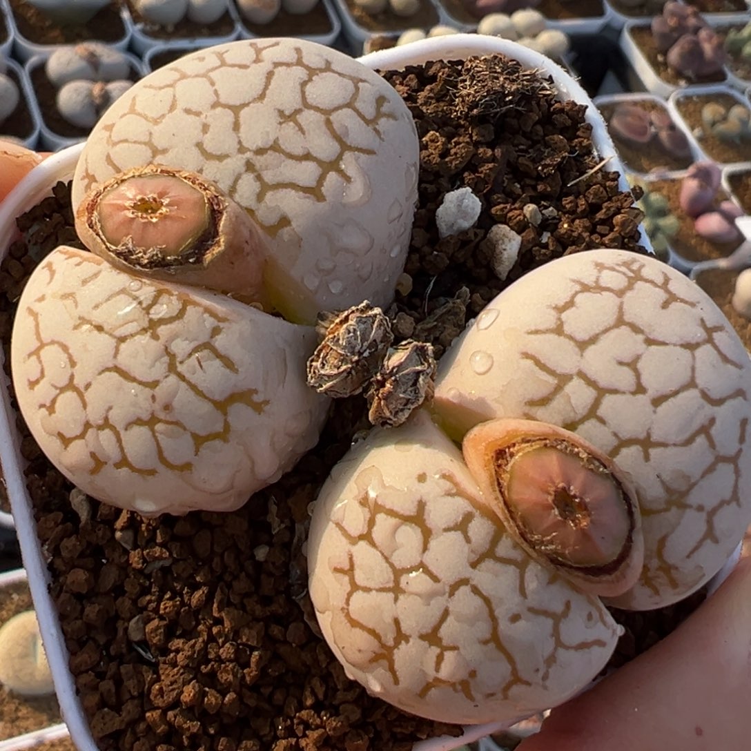 单头4.5厘米多肉百科大白