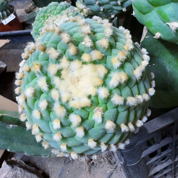 428福利小尤十三棱佛头仙