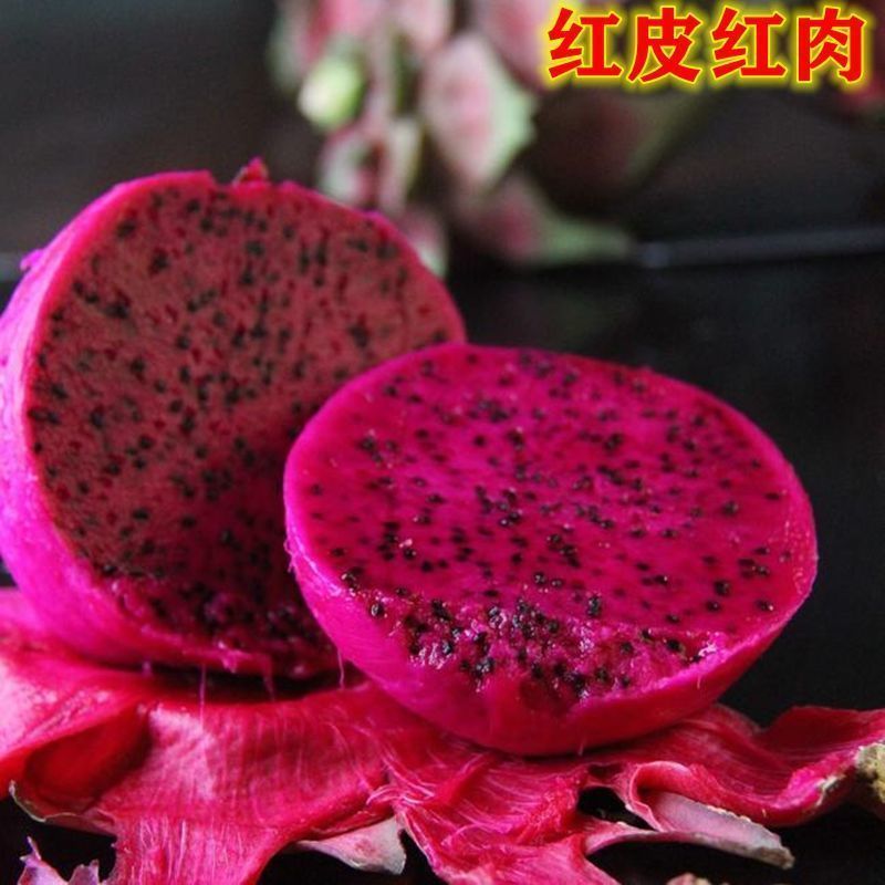 火龙果树果苗盆栽四季结果南北方种植白心黄金燕窝红心火龙果苗树