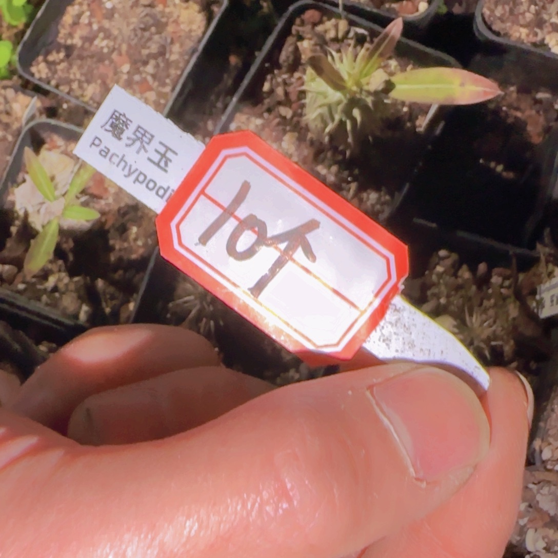 6***.块根植物块根植物