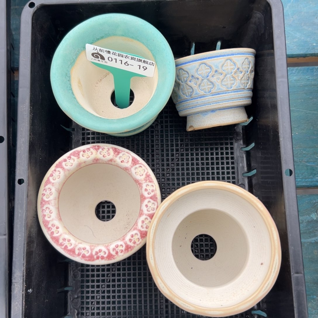 多肉精选编号0116.19