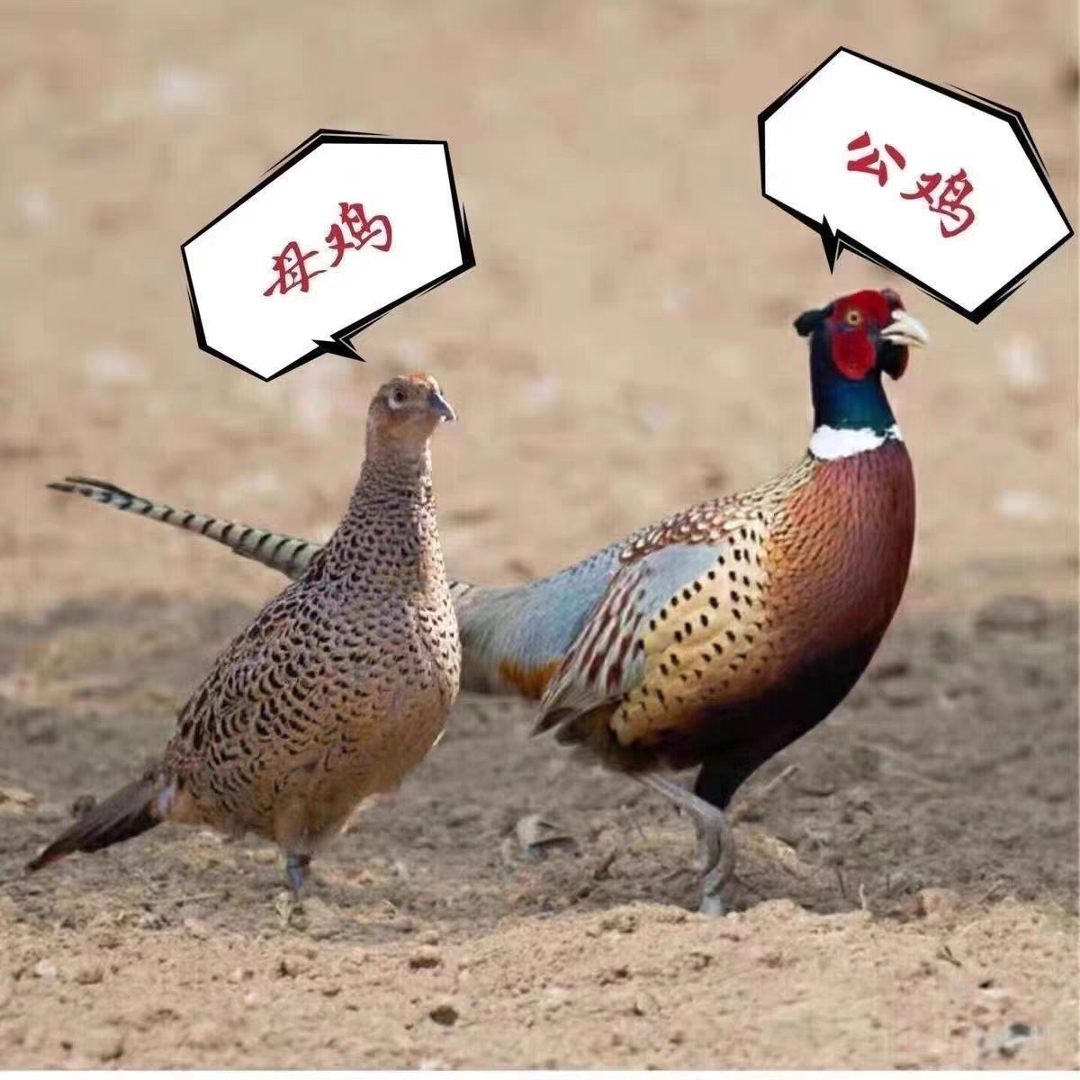 七彩山鸡有公鸡母鸡 野山鸡 整鸡不宰