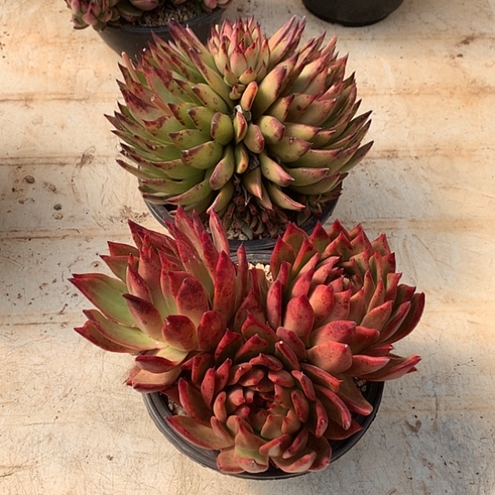 星***?美肉特价活动开始啦