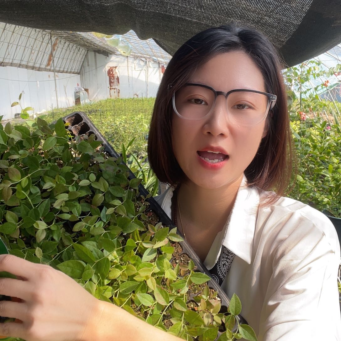 促花保果送两棵苔藓苗