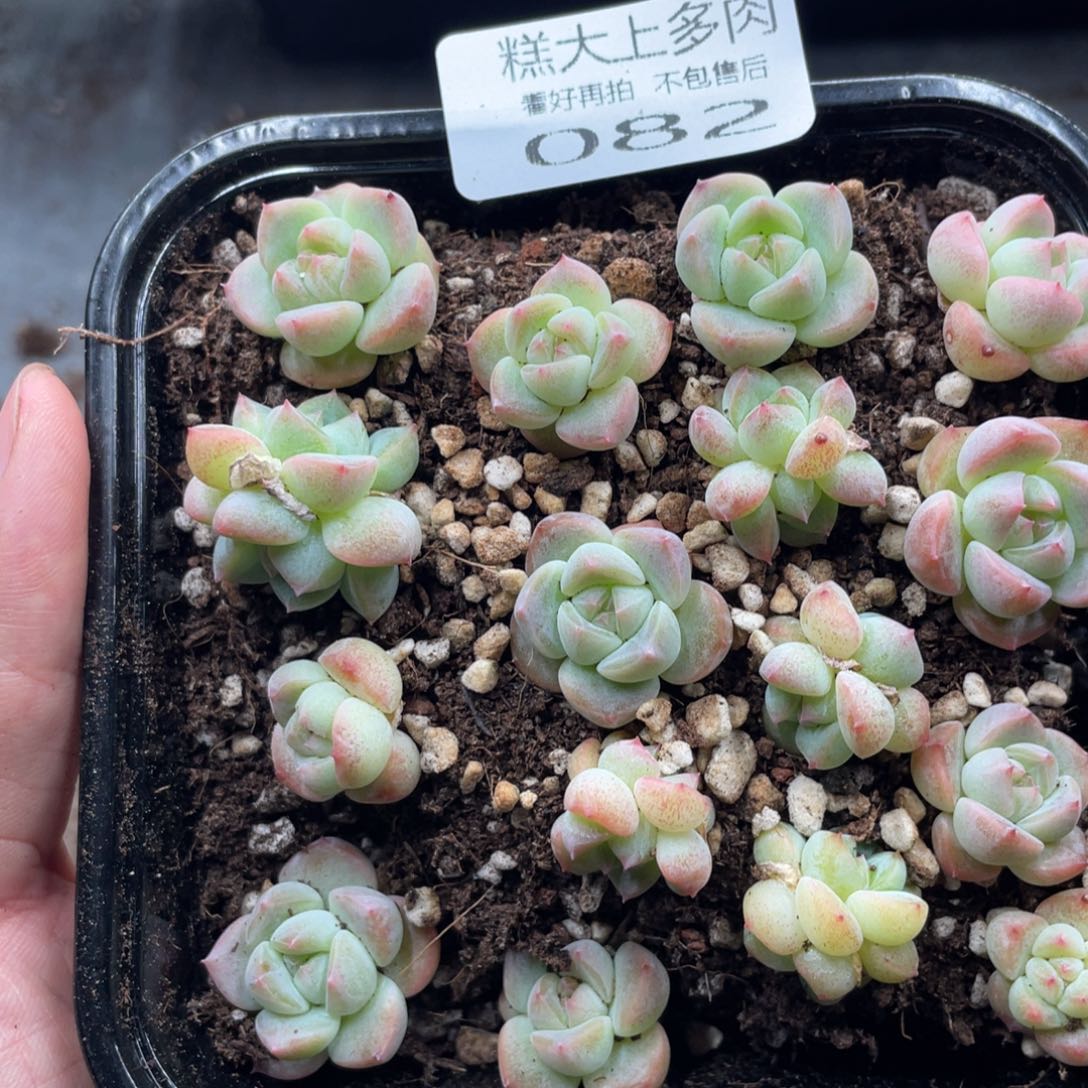 糕大上多肉植物82