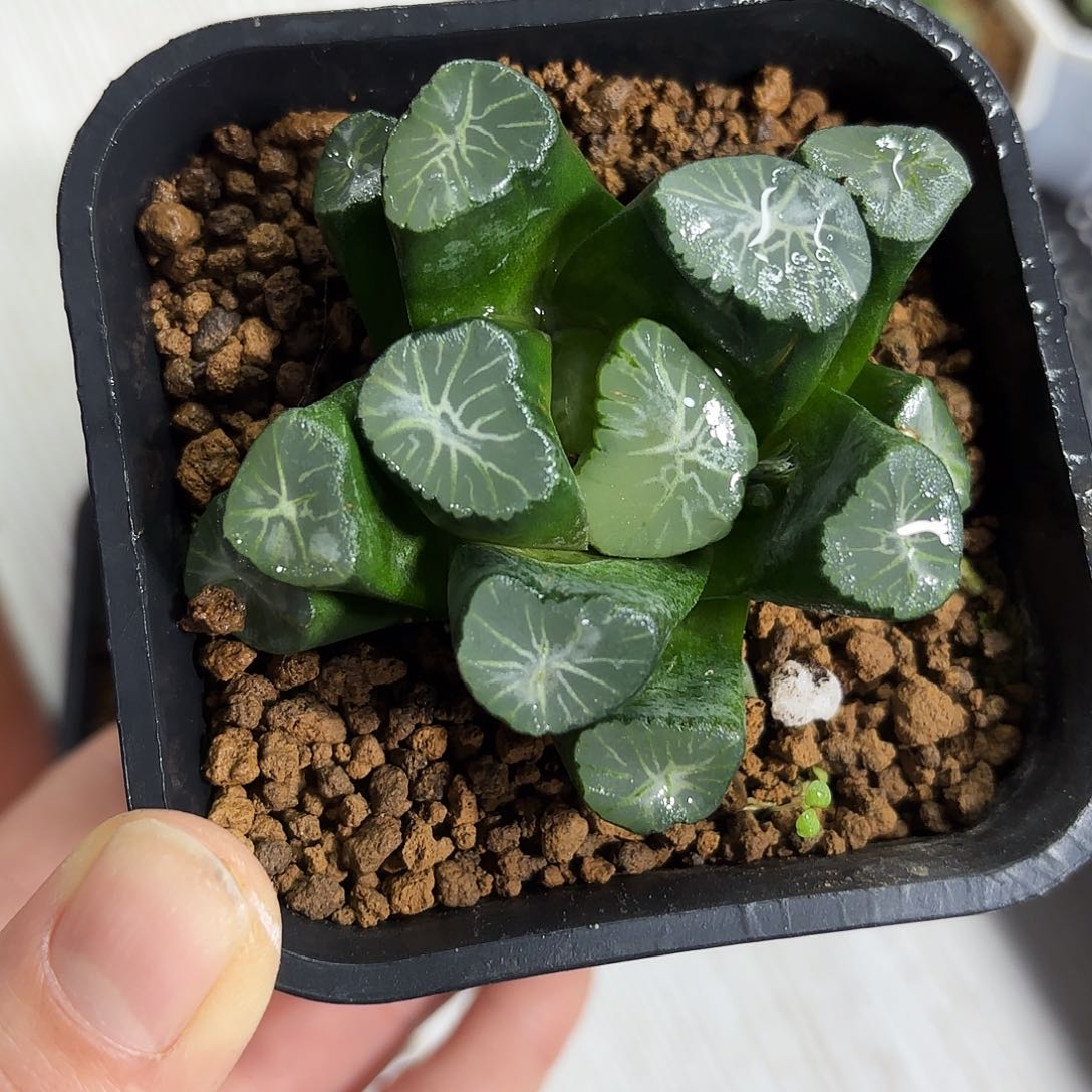 稻妻万象多肉植物