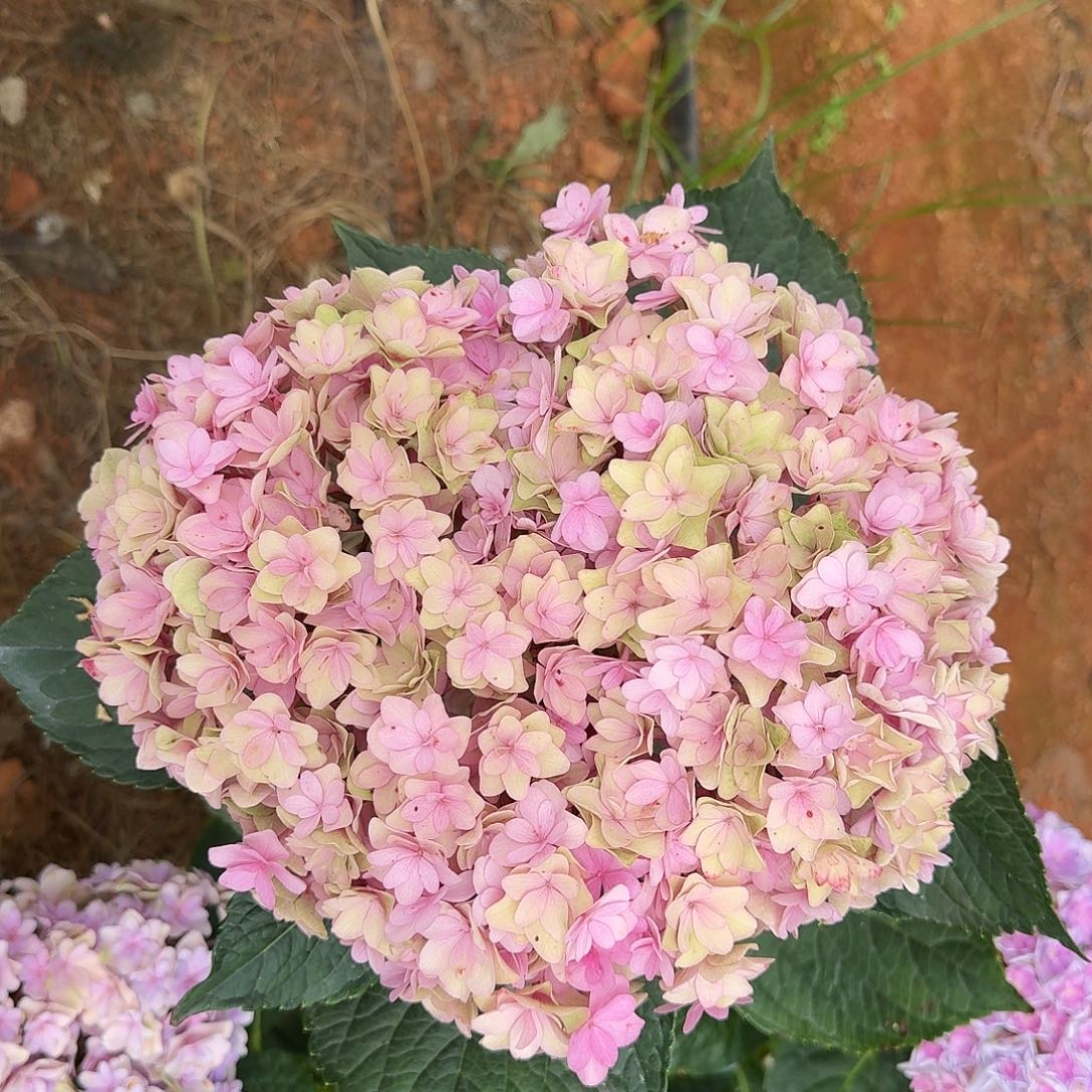 84号！3支起顺丰空运包邮