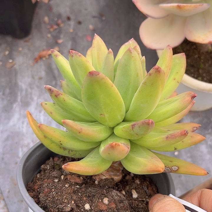 海洋之歌2587多肉植物