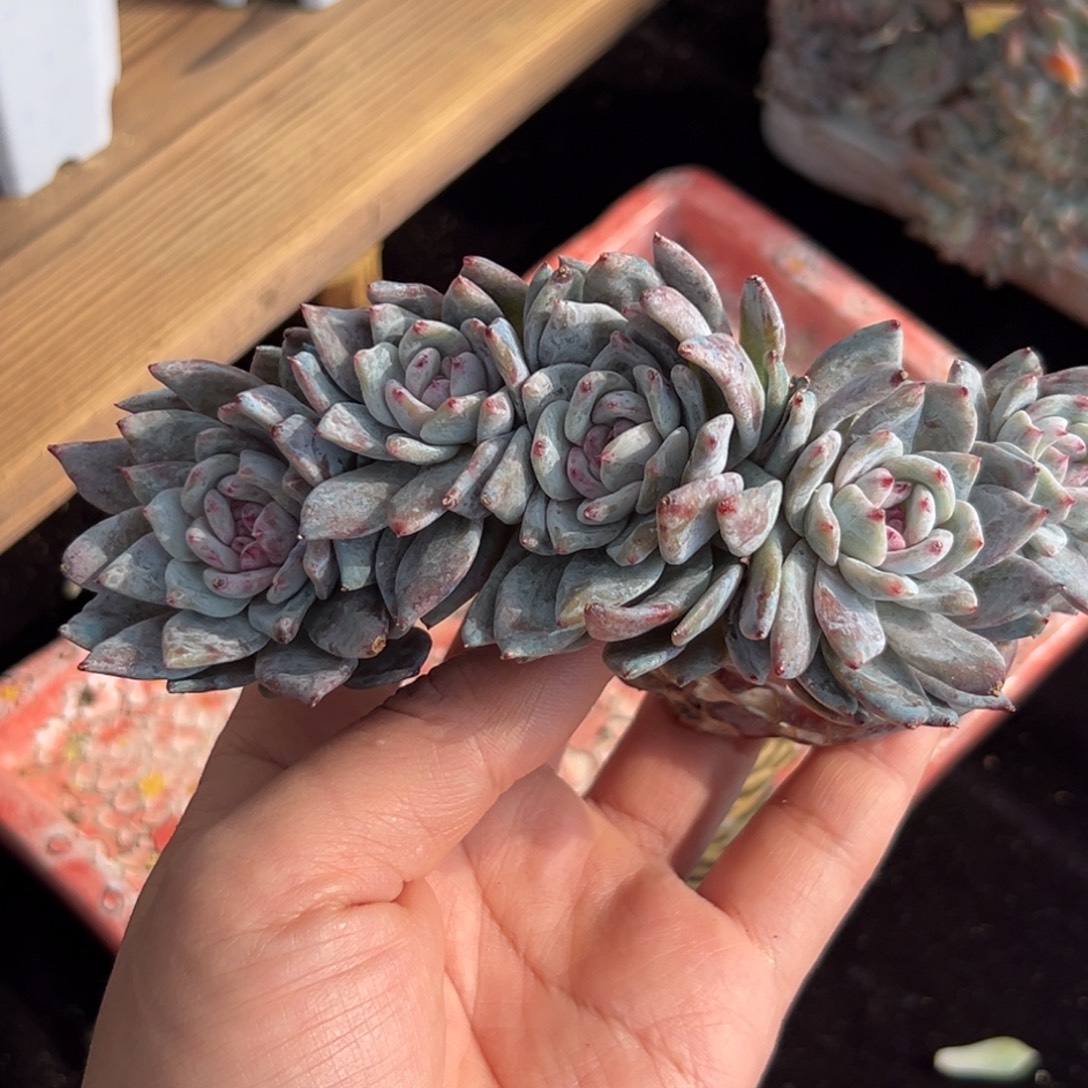 菲***儿会员扣费28 新年快乐