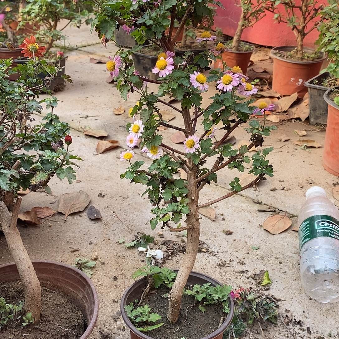 永***蓝完全开放菊花菊花