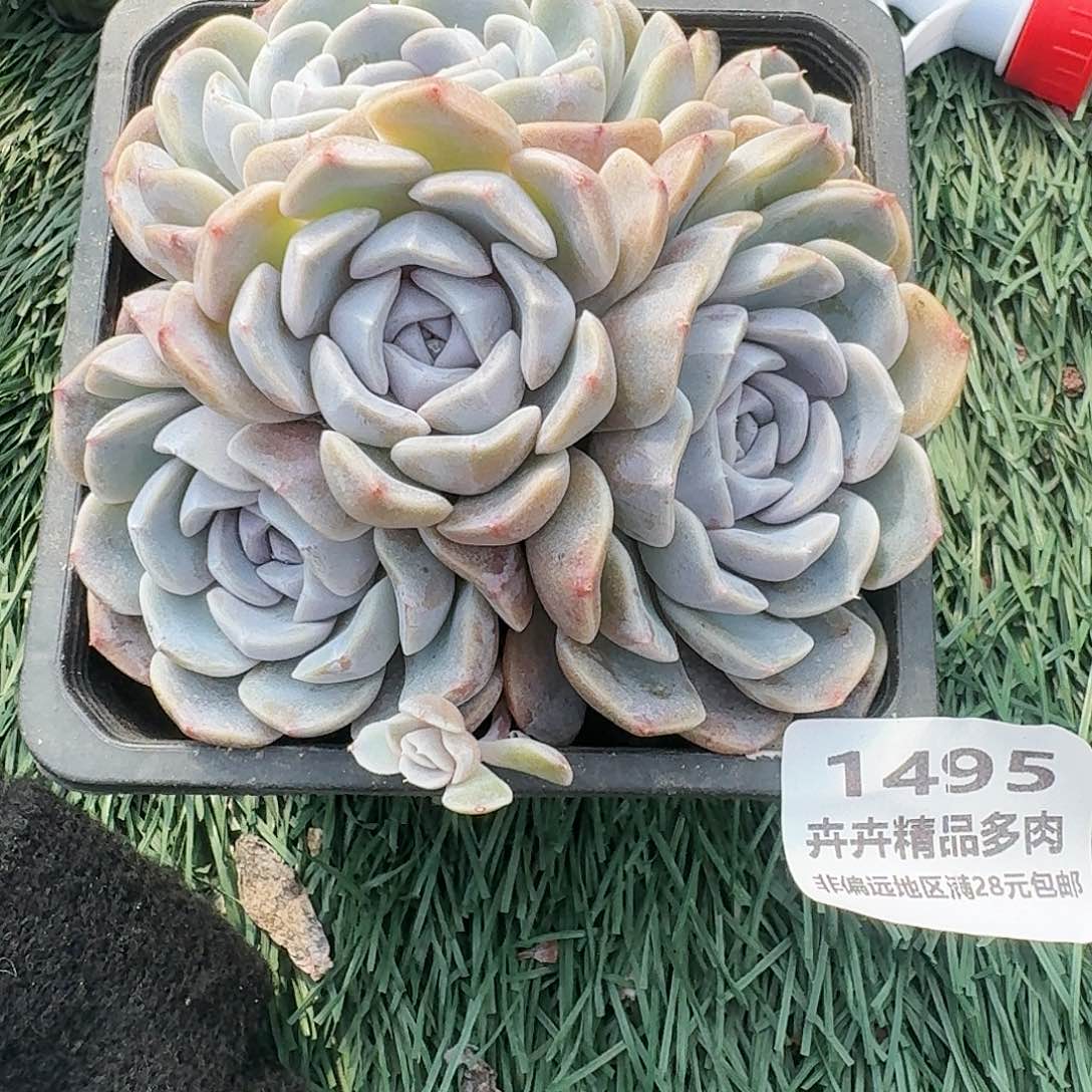 1495 卉卉精品多肉 非偏远地区满28元包邮