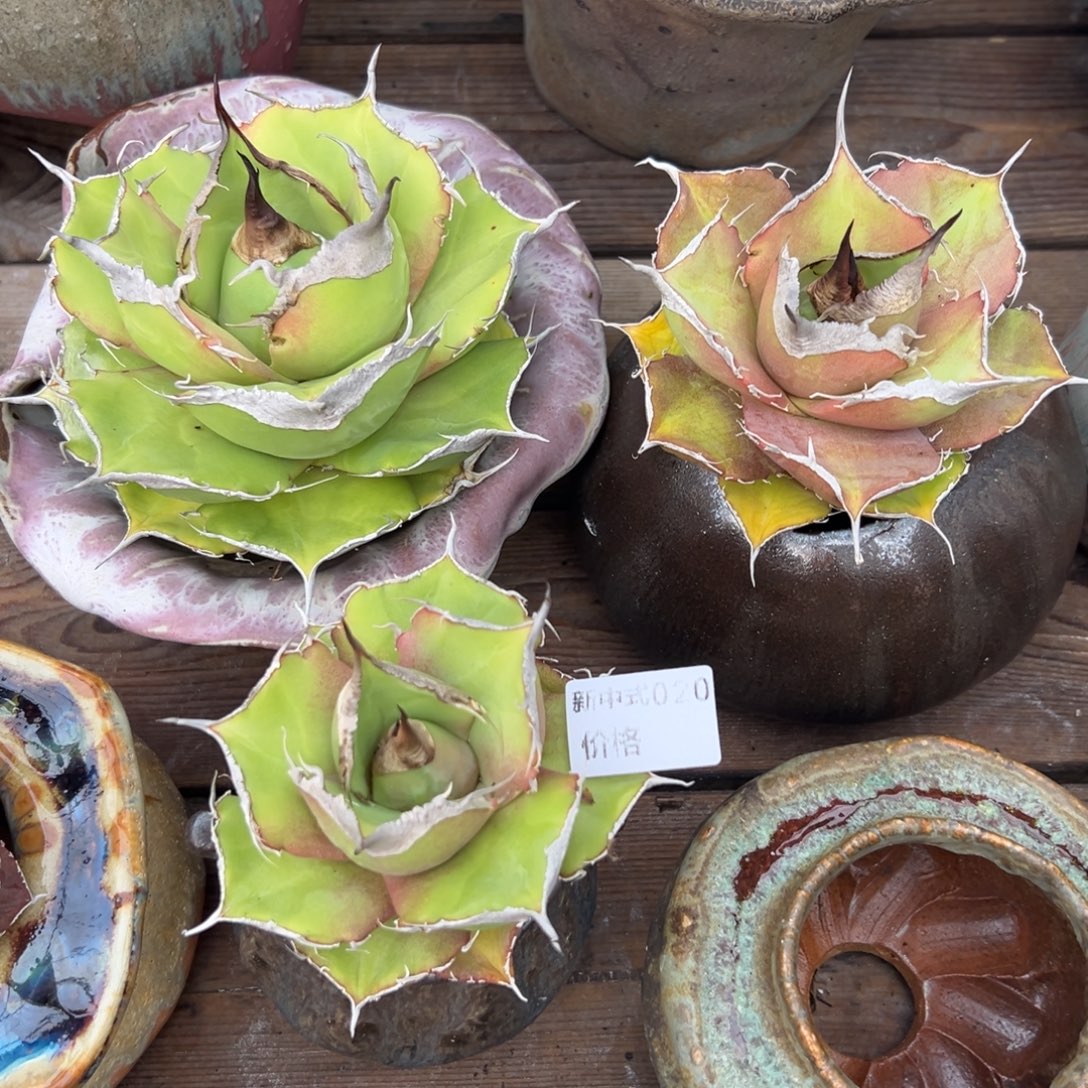 小***t1987新中式多肉花盆020