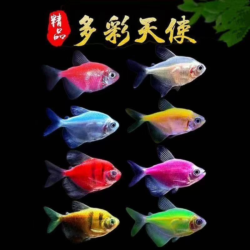 多彩多姿天使鱼小型热带观赏鱼颜色丰富群游好养适合新手饲养