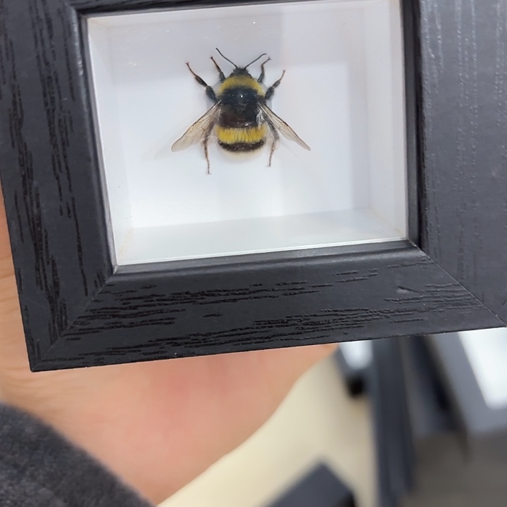 ****丶蝴蝶标本定制710@