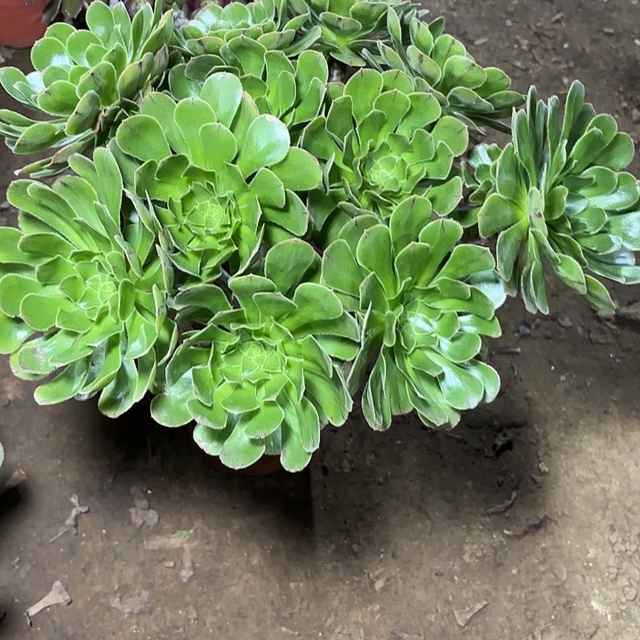 多肉植物法师原始绿2