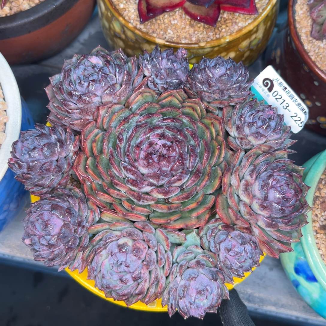 多肉一物一拍0213-225