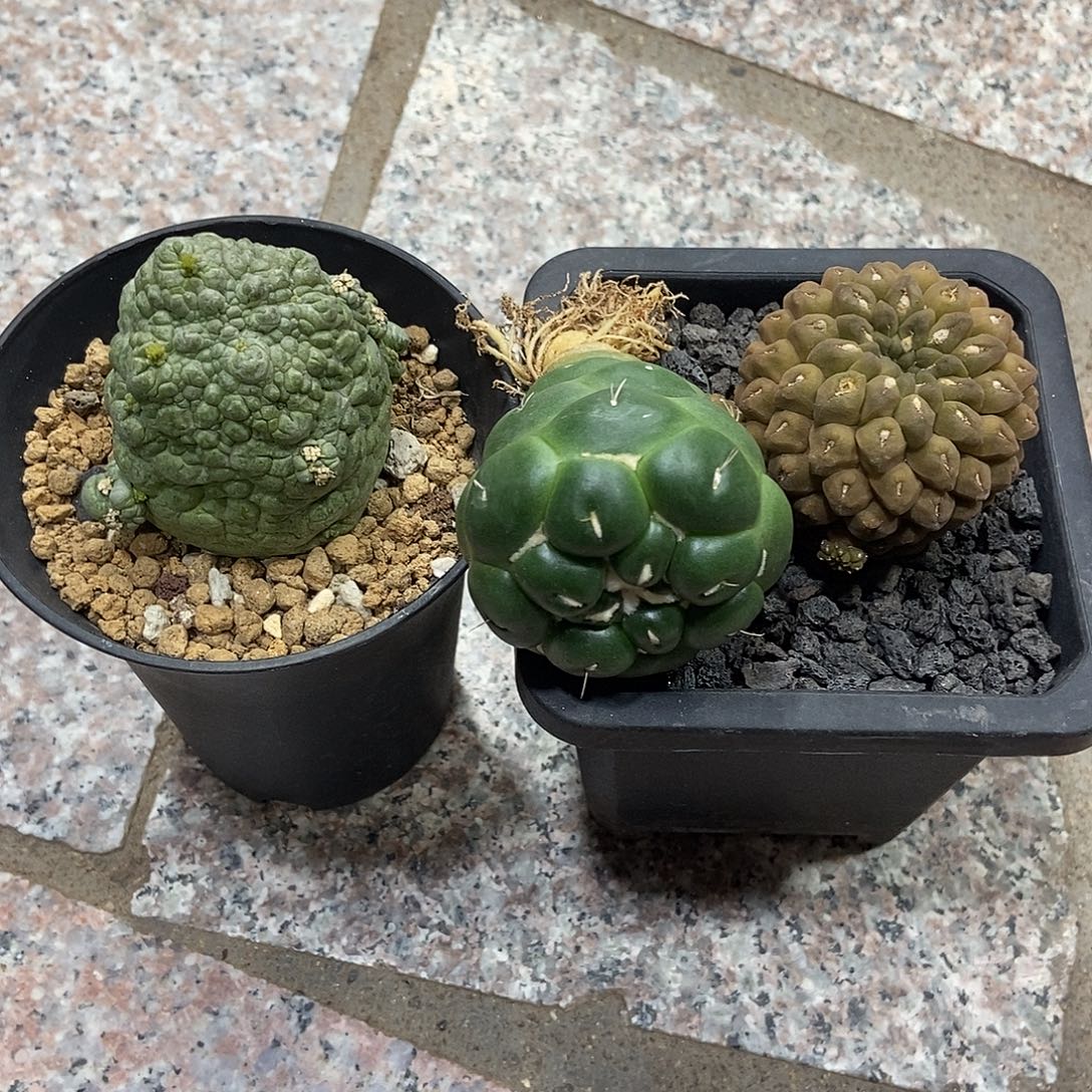 嘿***️实生豹头，凝蹄玉，无刺象牙
