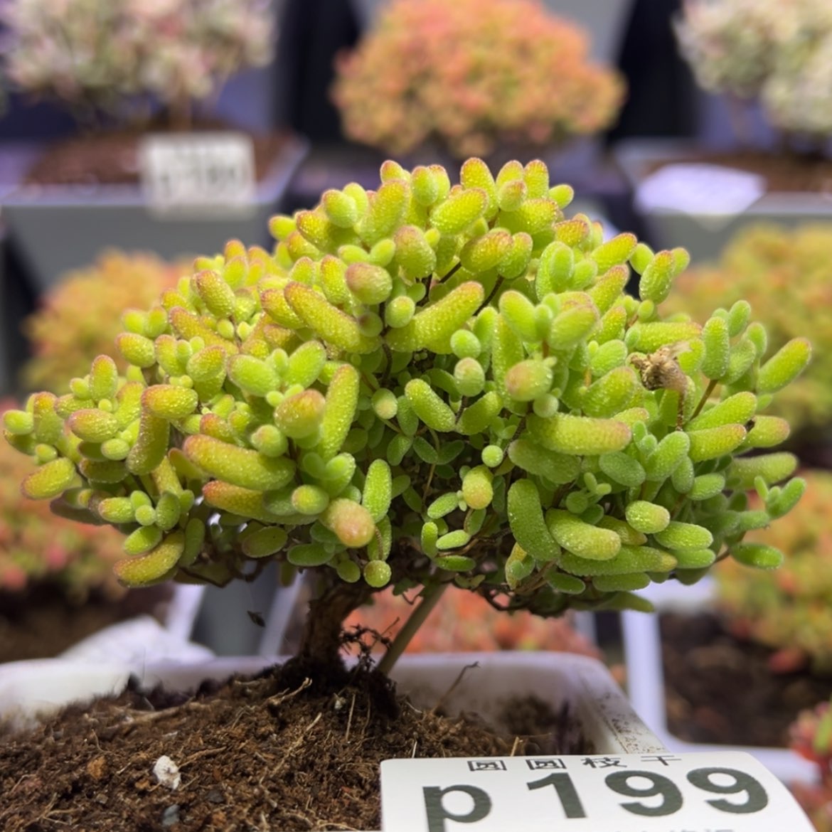 【闪购商品】p199提根侧飘蜜橘冠幅9cm特价