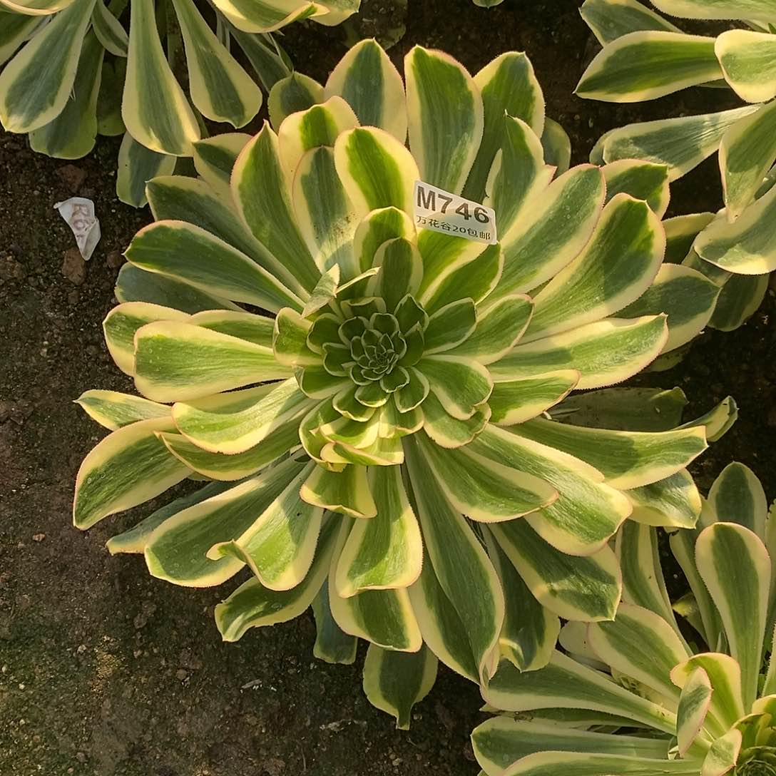 746保时捷多肉植物