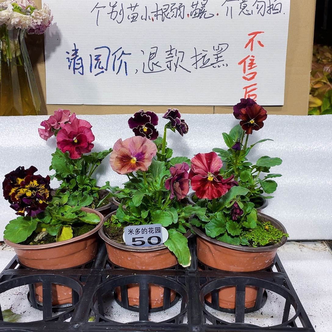 大部分花苞少量开放50