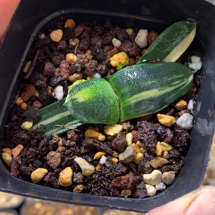 卧牛锦带盆土发货