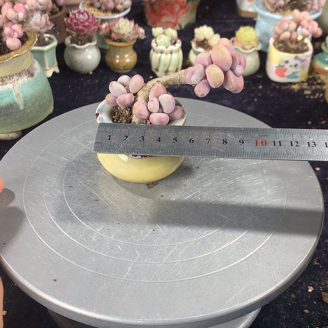 12号带盆偏远地区不包邮的